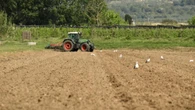 La siembra del arroz a los pies del Montgrí
