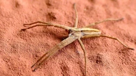 Cuidado con la “araña ladrona”