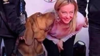 Meloni, indignada por la cruel muerte del perro de rescate premiado por salvar a 9 personas