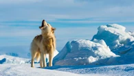 El genoma del perro de Groenlandia revela cómo los inuit poblaron la isla