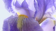 El útil color oculto de las flores