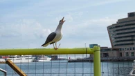 Activas gaviotas en el puerto de Barcelona