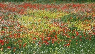 ¿En qué lugar de Catalunya está este jardín natural de flores multicolor?