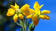 Olaguina, la mariposa hecha flor