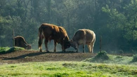 Las caricias de la naturaleza