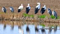 Buen rollo entre las aves en el Delta del Ebro