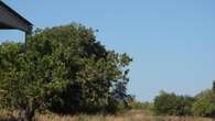 Reto visual: ¿Eres capaz de encontrar a los tres gorriones escondidos en este árbol?