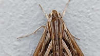 ¿Cómo combatir una plaga de polillas?