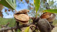 La tristeza del almendro seco