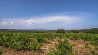 El potente cumulonimbus creciente