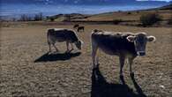 El gobierno valenciano envía camiones con agua a Castellón para evitar el sacrificio de ganado