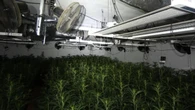 Veinte detenidos al desarticular una trama criminal de cultivo y venta de marihuana al por mayor