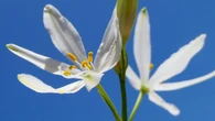 La araña con pétalos de la primavera