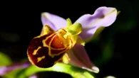 La excepcional flor inteligente disfrazada de abeja para asegurar su polinización