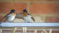 La contaminación lumínica hace que los pájaros de todo el mundo canten casi una hora más al día