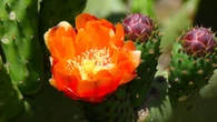 ¿Sabías que la planta de los higos chumbos tiene cualidades para producir biogás?