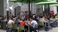 Encuesta: ¿Barcelona debe tomar medidas para controlar la población de gaviotas?
