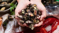 Pillan a un hombre con 14 kilos de percebes pescados ilegalmente en Santander: le paran por circular sin puntos en el carnet