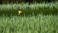 La gran primavera activa de la fauna de los humedales del Empordà