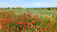 La primavera rural de Ossó de Sió