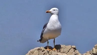 El simbolismo de la gaviota solitaria
