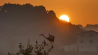 El atractivo 'garceo' del amanecer