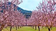 El pequeño paraíso de los almendros en flor