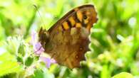 La omnipresente mariposa de los muros