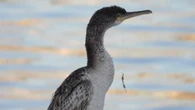 El cormorán herido del Port Olímpic