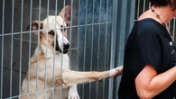 España lidera el ránking de países europeos con mayor abandono animal