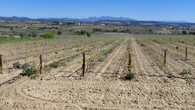 Viñas con vistas a Montserrat