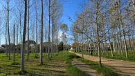 Los altos álamos de Sils