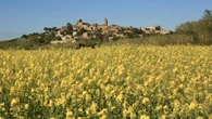El encanto amarillo de Pals