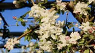 El espectáculo de los manzanos en flor en los campos de Fontanilles