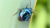 Chinche azul, arma de lucha biológica