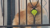 Reto visual: ¿Dónde está la pelota, en la reja o en la boca del perro?