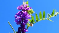 La arveja silvestre reina en los prados