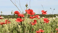Las primeras amapolas de Llofriu