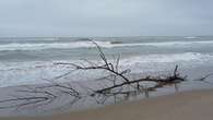 El árbol náufrago de la playa de Gavà