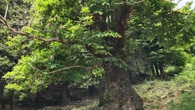 El Montseny, tierra de grandes castaños