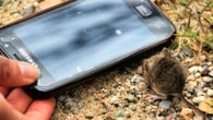 El confiado diminuto ratón de campo