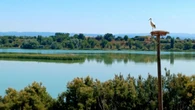 La cigüeña vigilante del Estany d'Ivars