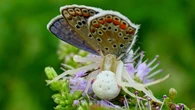 Naturaleza en estado puro: La araña cangrejo comiéndose una mariposa ícaro