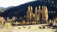 ¿Dónde está este bello paisaje otoñal?