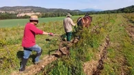 La labranza tradicional del viñedo en Artés
