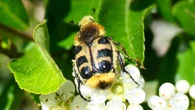 El engañoso escarabajo abeja