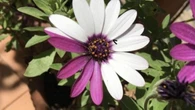 La fascinante margarita de dos colores