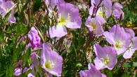 La dama rosada de la primavera