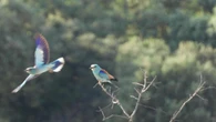 La llamativa carraca europea