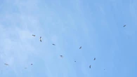 Reto visual: ¿Cuántas cigüeñas eres capaz de ver en menos de 30 segundos?
